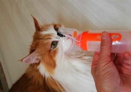 纸板箱废物利用,简单制作成猫咪的温馨小屋 纸箱子做猫屋怎么做