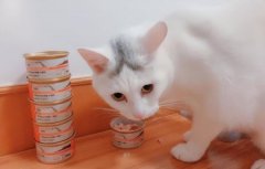猫交配时发出的声音如此凄惨？是因为痛吗？