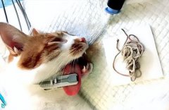 你家橘猫嘴部有黑斑橘猫的黑斑会形成黑色素瘤吗？