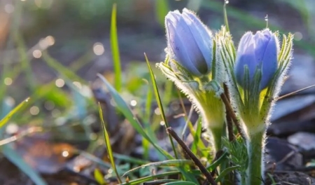 生长快的漂亮爬藤植物 哪种植物爬藤快