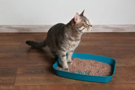 猫咪怀孕期间可以洗澡吗？猫咪怀孕的时候可以洗澡吗？