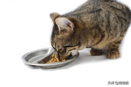 猫咪怀孕期间可以洗澡吗？猫咪怀孕的时候可以洗澡吗？
