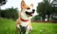 巴哥犬训练秘籍：掌握关键点，轻松训出好狗