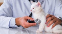 猫咪拉肚子了办？方法解决猫咪的拉稀问题？