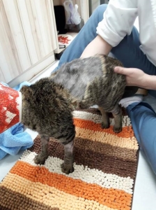 教你两招让猫咪用猫砂，轻松省心！