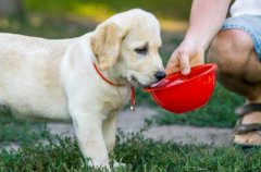巴哥犬体味问题解决：5个简单步骤，告别难闻气味
