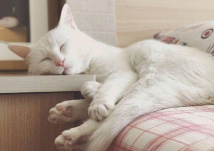 如何防止猫咬人抓人?被猫咬伤或者抓伤后我们该如何反应?