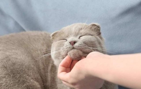 如何防止猫咬人抓人?被猫咬伤或者抓伤后我们该如何反应?