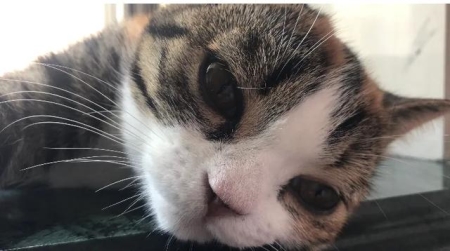 如何防止猫咬人抓人?被猫咬伤或者抓伤后我们该如何反应?