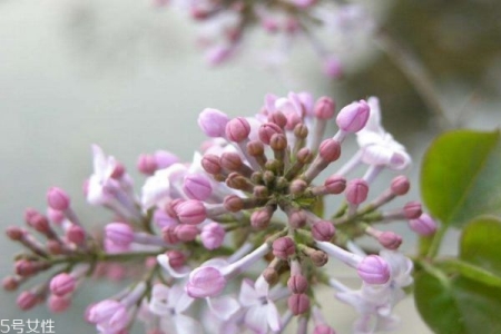 燕窝产地哪里最?好世界3大产地pk