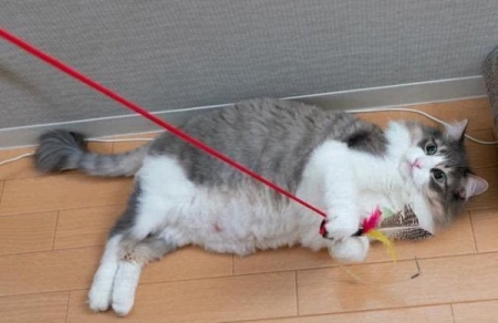 狗吃避孕药可以避孕吗？狗能吃避孕药