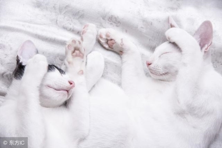 猫咪每天需要吃多少猫粮？猫粮一天喂多少克？