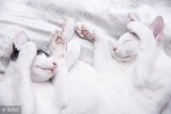 猫咪每天需要吃多少猫粮猫粮一天喂多少克