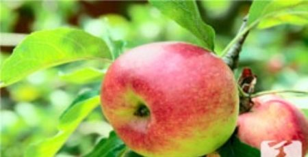 午餐吃好人长寿经常劳累的人午餐这样吃