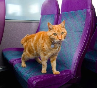 如何清理猫砂盆?清理猫砂盆的步骤,看看你平时做得对了没有