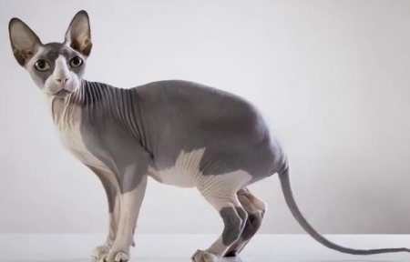 如何清理猫砂盆?清理猫砂盆的步骤,看看你平时做得对了没有