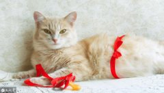 扁脸猫平常养护易出现4种情况，铲屎官应当