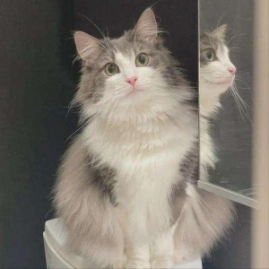 扁脸猫平常养护易出现4种情况,铲屎官应当做什么?铲屎官能做什么?