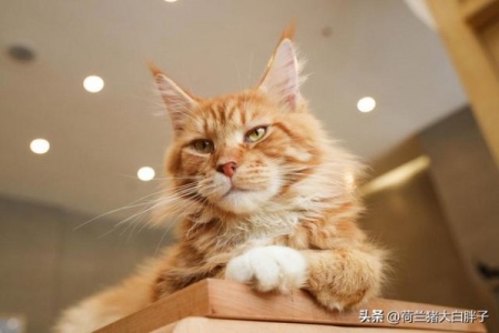 猫怀孕后多长时间补钙怀孕的猫何时吃液体钙