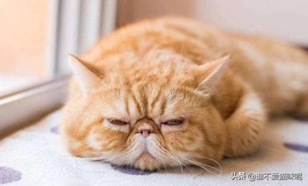 猫怀孕后多长时间补钙怀孕的猫何时吃液体钙