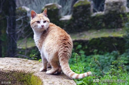 猫咪喵喵叫,本来是有这几个真相,铲屎官千万别忽略了!