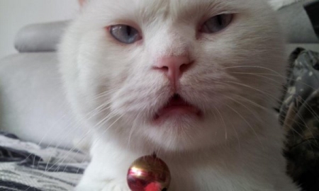 猫咪喵喵叫,本来是有这几个真相,铲屎官千万别忽略了!