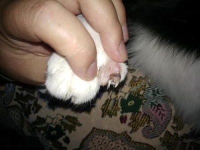 狗怀孕后尿血狗怀孕尿血