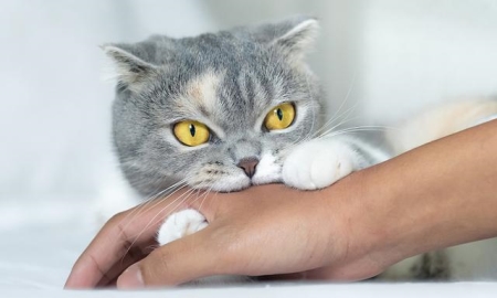 美短还是属于折耳?从哪个标准来判断它是哪种猫?教你分辨折耳猫品种