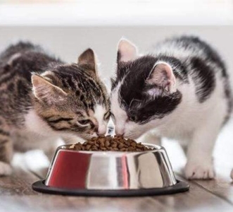 美短还是属于折耳?从哪个标准来判断它是哪种猫?教你分辨折耳猫品种