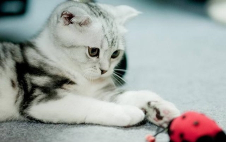 银渐层猫多少钱一只?养一只银渐猫咪要多少钱?