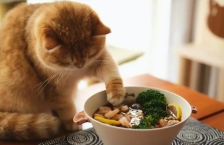 银渐层猫多少钱一只?养一只银渐猫咪要多少钱?