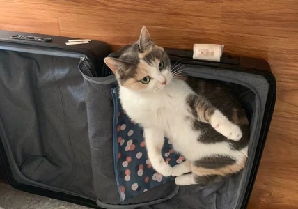 银渐层猫多少钱一只?养一只银渐猫咪要多少钱?