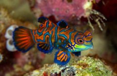 炸鱼的油还能用吗？再炸鱼次多用会危害健康