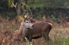 世界上最大的鸟非洲鸵鸟高达2.74米鸟类