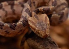 世界上最神秘莫测的蛇蓝长腺珊瑚蛇一口毙命