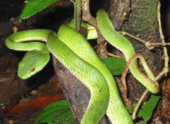 最怪异的蛇玻璃蛇全身透明盘点那些恐怖的蛇