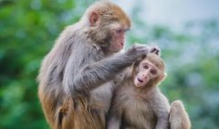 世界上寿命最长的树猴面包树最老的已有55