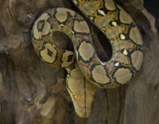 世界上最奇异的蛇香蛇散发出的香味能防蚊虫