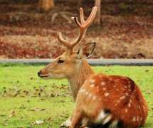 世界上最小的鹿小鼷鹿体重不超过