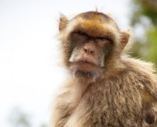 世界上最奇特的十种动物蓝脚鲣鸟最具魔性超