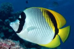 世界上最大的金枪鱼蓝鳍金枪鱼最大