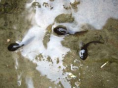 世界上最可怜的青蛙打伞树蛙被摄影师摆拍折