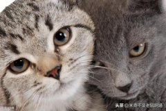 猫咪口水臭是病3招轻松解决