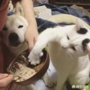 猫这么热衷于洗脸有何谜团猫咪洗脸有四大因