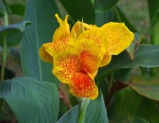 极小种群野生植物漾濞槭全基因组获