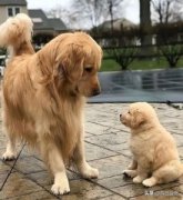 猫一个月能吃多少猫粮大概要花多少钱