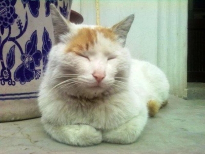 猫一个月能吃多少猫粮？大概要花多少钱？