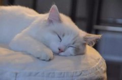 英短蓝猫弃养率越来越高这些真相很现实！