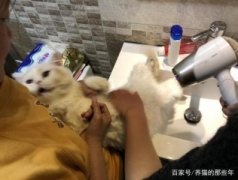 猫咪眼睛发炎红肿、流泪该解决办法？了解真