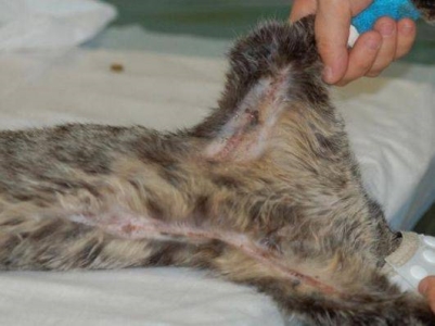 湿湿冷冷的猫鼻子,是猫咪身上最与众不同的部位 猫咪鼻子凉凉的湿漉漉的